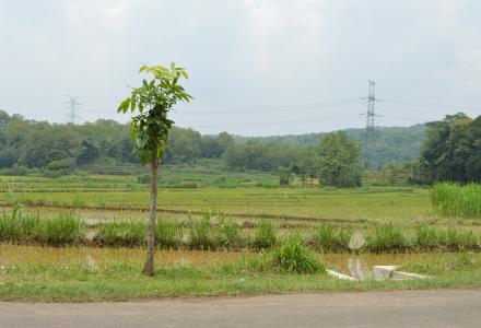 PETANI WONOLELO GAGAL PANEN